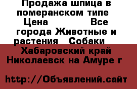 Продажа шпица в померанском типе › Цена ­ 20 000 - Все города Животные и растения » Собаки   . Хабаровский край,Николаевск-на-Амуре г.